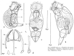 Cephalodella monicae - Original description image