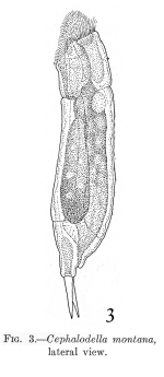 Cephalodella montana - Original description image