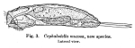 Cephalodella mucosa - Original description image