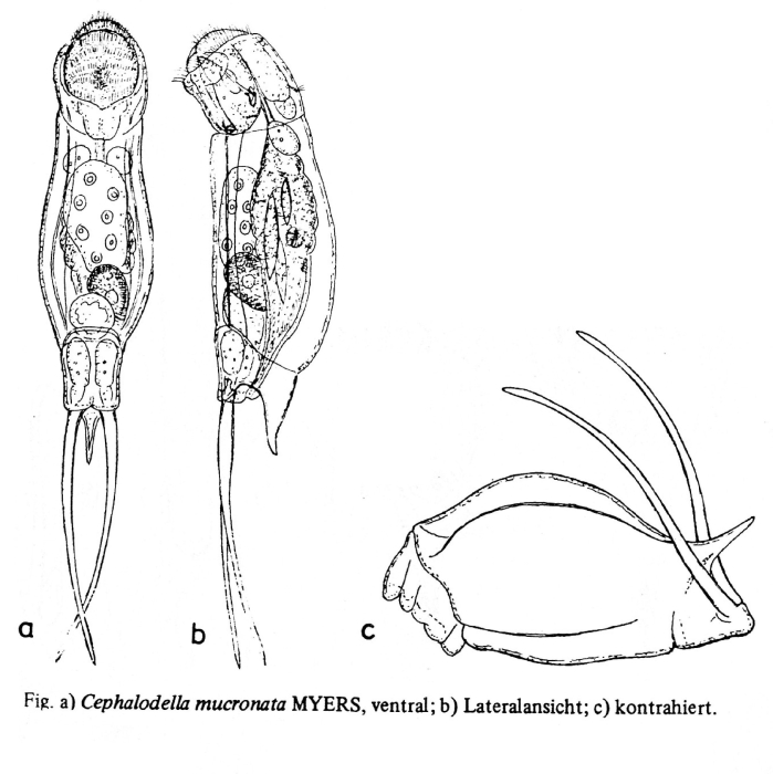 Cephalodella mucronata