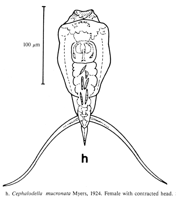 Cephalodella mucronata