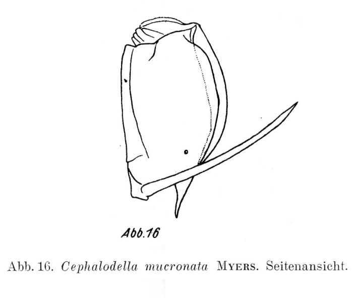 Cephalodella mucronata
