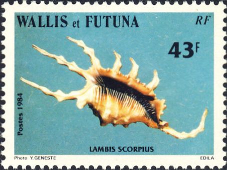Lambis scorpius Lambis scorpius