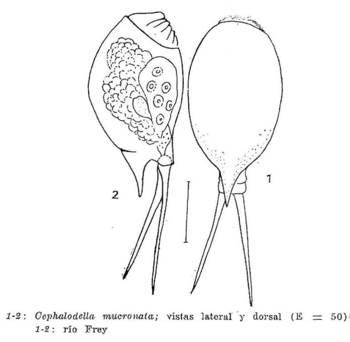 Cephalodella mucronata
