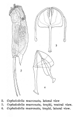 Cephalodella mucronata - Original description image