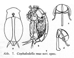 Cephalodella mus - Original description image