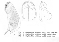 Cephalodella myersi