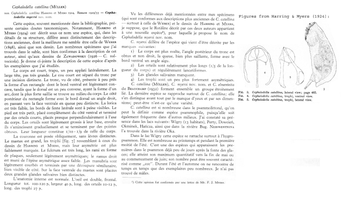 Cephalodella myersi Cephalodella myersi