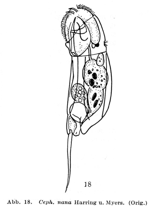 Cephalodella nana