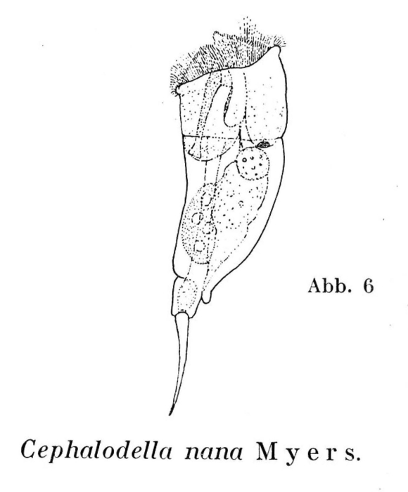 Cephalodella nana