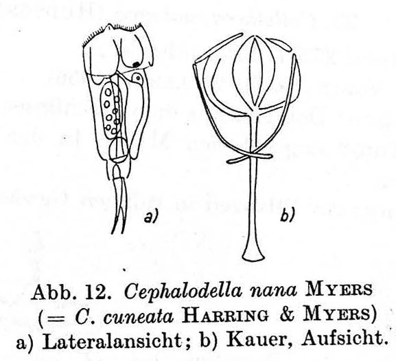 Cephalodella nana