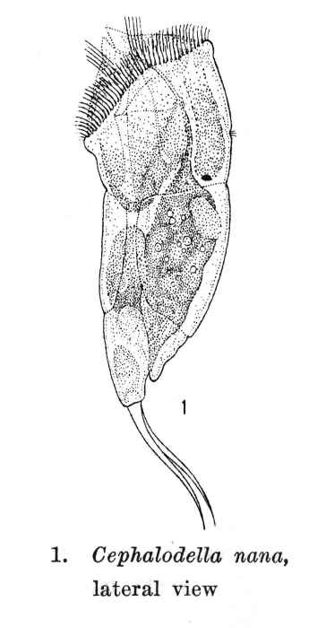 Cephalodella nana - Original description image