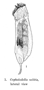 Cephalodella nelitis - Original description image