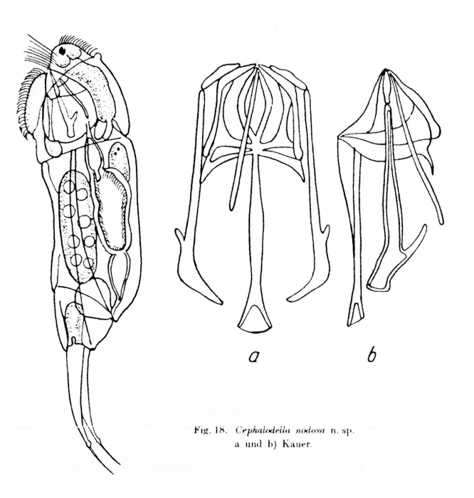 Cephalodella nodosa - Original description image