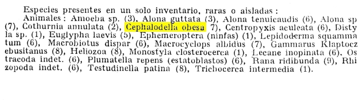 Cephalodella obesa - Original description image
