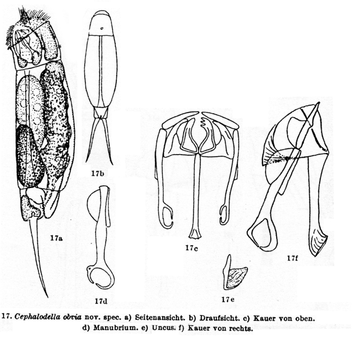 Cephalodella obvia - Original description image