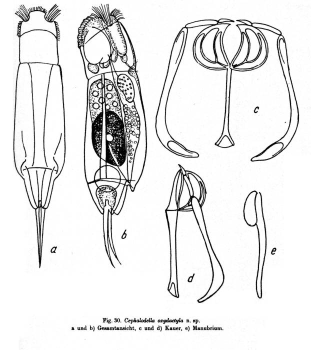 Cephalodella oxydactyla - Original description image