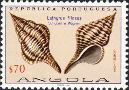 Latirus filosus Latirus filosus