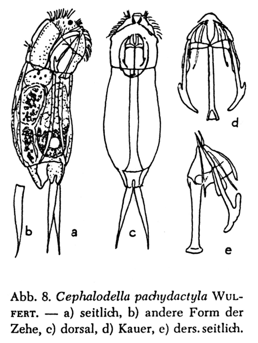 Cephalodella pachydactyla