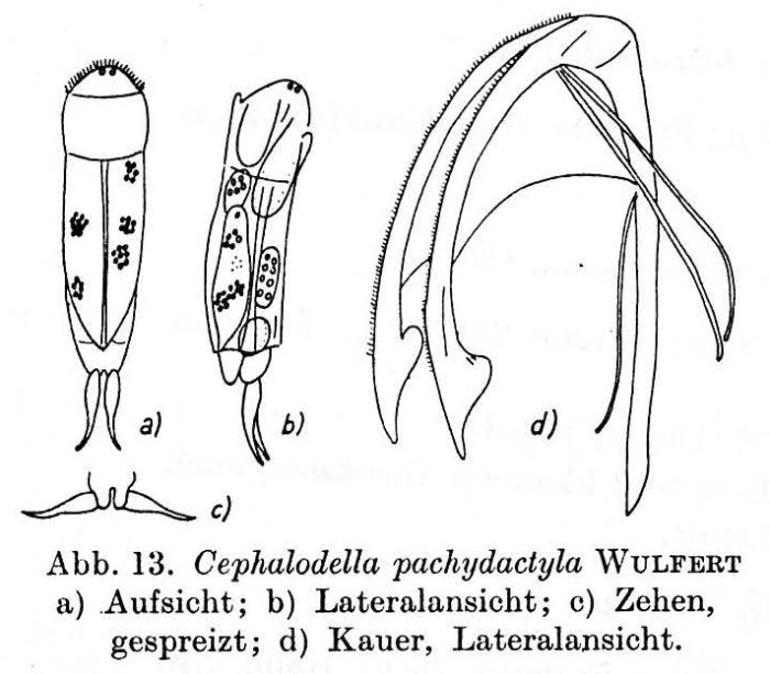 Cephalodella pachydactyla