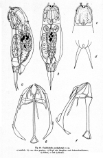 Cephalodella pachydactyla - Original description image