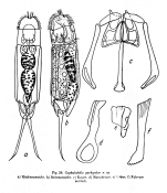 Cephalodella pachyodon - Original description image