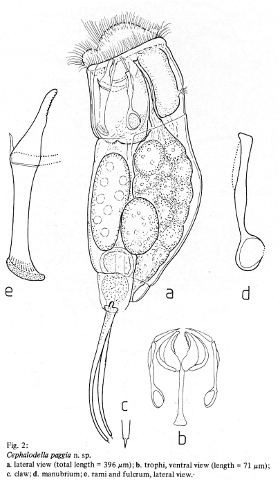 Cephalodella paggiae - Original description image
