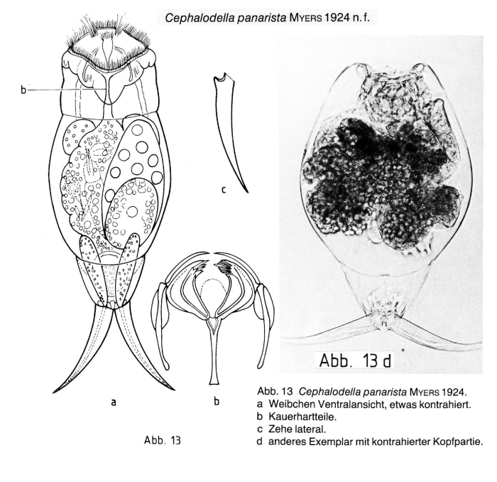 Cephalodella panarista