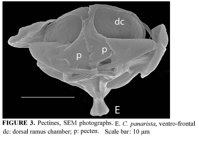 Cephalodella panarista