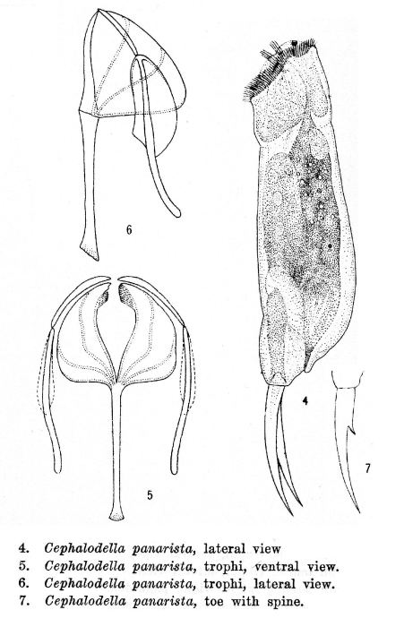 Cephalodella panarista - Original description image