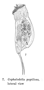 Cephalodella papillosa - Original description image