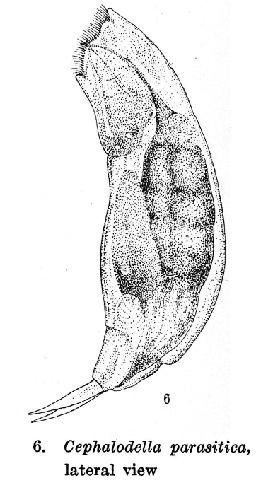 Cephalodella parasitica