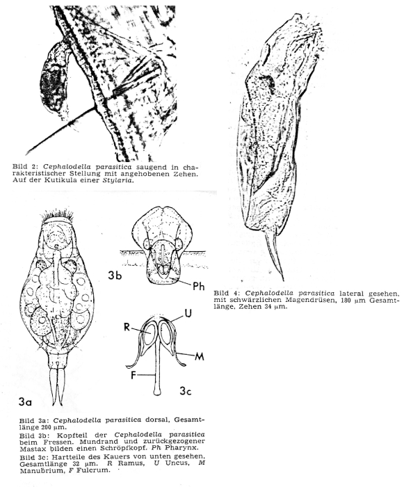 Cephalodella parasitica