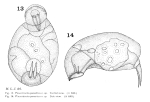 Cephalodella parasitica - Original description image