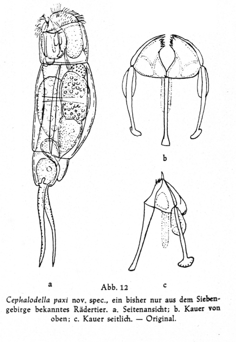 Cephalodella paxi - Original description image