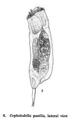 Cephalodella paxilla - Original description image