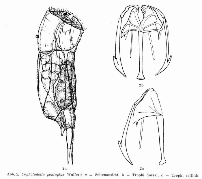 Cephalodella pentaplax