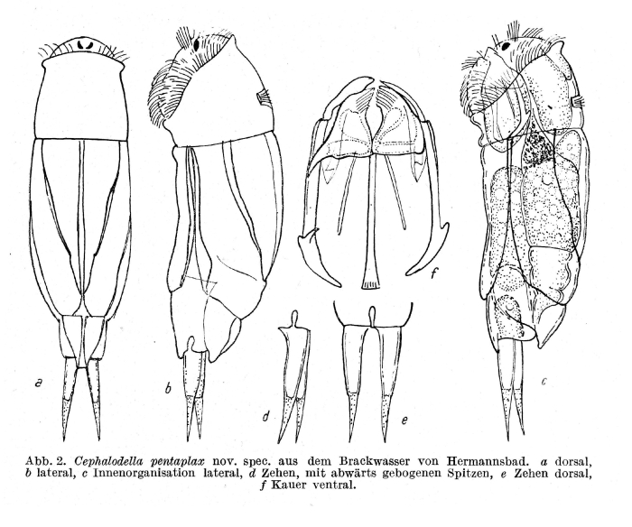 Cephalodella pentaplax - Original description image