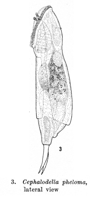 Cephalodella pheloma - Original description image