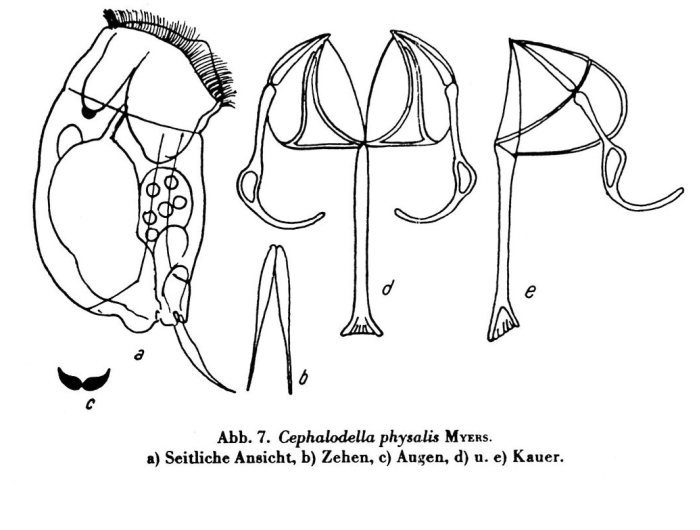 Cephalodella physalis