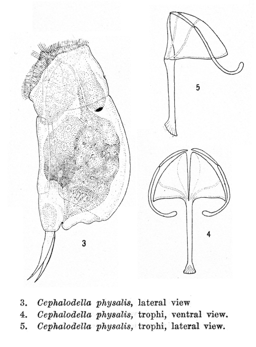 Cephalodella physalis - Original description image
