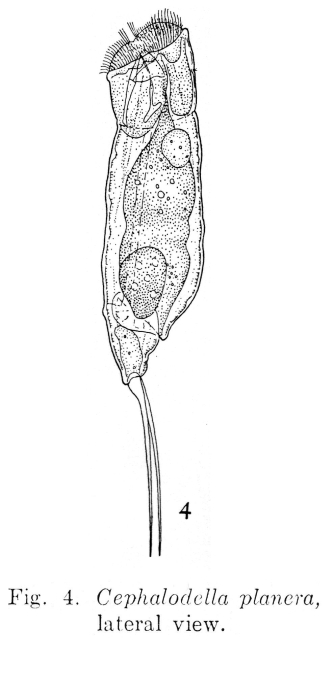 Cephalodella planera - Original description image