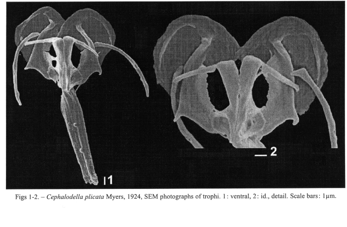 Cephalodella plicata