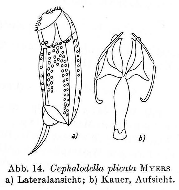 Cephalodella plicata