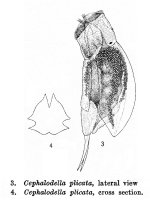 Cephalodella plicata - Original description image