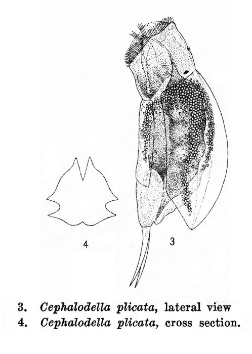 Cephalodella plicata - Original description image