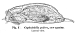 Cephalodella poitera - Original description image
