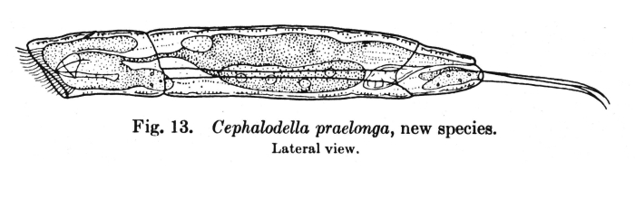 Cephalodella praelonga - Original description image