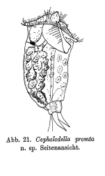 Cephalodella promta - Original description image