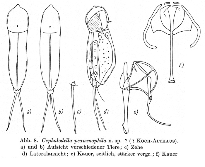 Cephalodella psammophila - Original description image